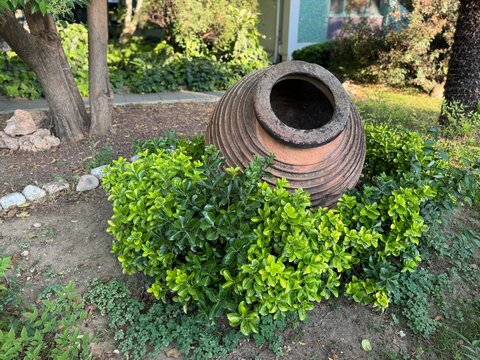 Ancient terracotta amphora jar used as a decorative garden ornament surrounded by green bushes. Beautiful traditional clay pithos pot in a sunny park landscaping, perfect for gardening themes.
