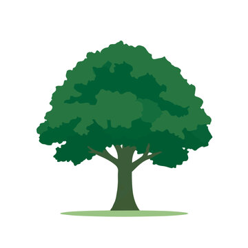 Simple flat 2D vector graphic of Elder Tree, modern icon look, displayed on a pure white background.
