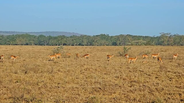 View of a herd of impalas grazing in the dry savanna of Lake Nakuru National Park with acacia trees and a clear blue sky in Nakuru, Nakuru County, Kenya.