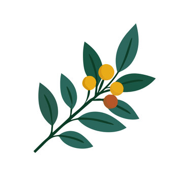 Oleaster illustrated in a clean 2D flat vector style, minimal and modern, isolated on a white background.