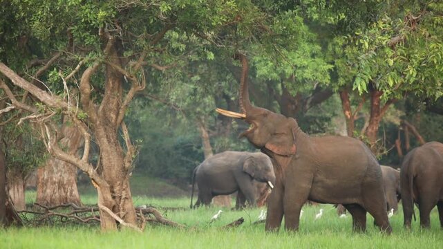 Wild Asian elephant tusker reaching for tree leaves with trunk in lush green forest