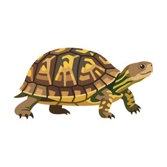 Obraz premium A detailed box turtle illustration on a white background