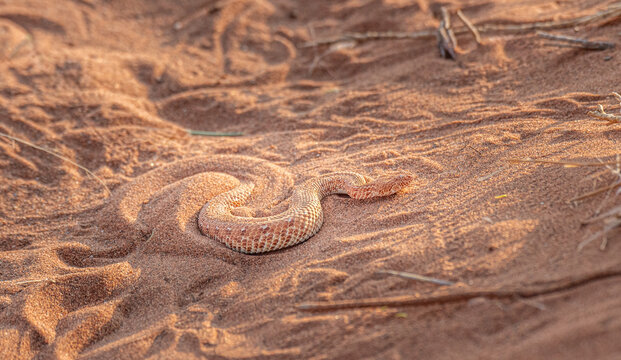 Desert Sidewinding Adder -AKA Peringuey's adder in the Namib Desert, Sesriem, Namibia, Africa