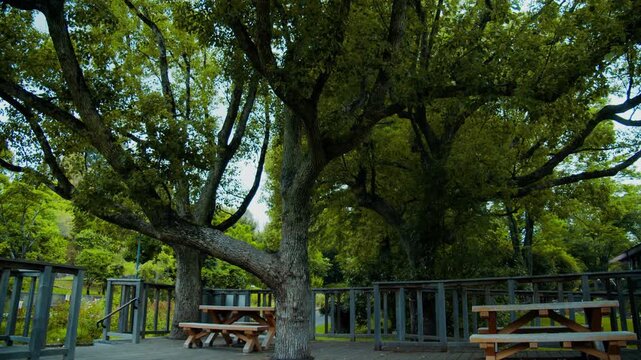 植物園の巨木とウッドデッキの癒し空間 4Kシネマティック素材