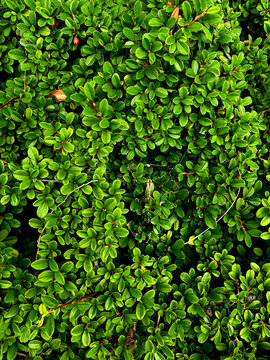 The photo shows a cotoneaster (Latin: Cotoneaster), an ornamental shrub in the Rosaceae family.