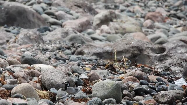 【4K】波打ち際で餌を探すハクセキレイ：砂浜を歩く可愛い野鳥。青森の美しい海岸線と野生動物の自然映像素材　[4K] White Wagtail (Motacilla alba) Foraging on the Beach: Wild Bird by the Shifting Waves, Aomori Japan 撮影日：20260618-1