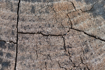 Fototapeta premium texture of old wood