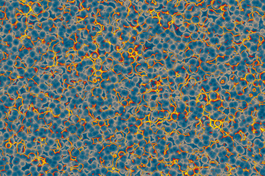 Shape of bacterial cell: cocci, bacilli, spirilla bacteria