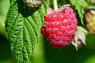 raspberry, macro of a ripe fruit © hjschneider