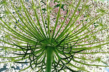 Obraz premium wild carrots flowers in back-lighting