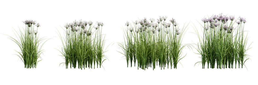 green grass isolated on white