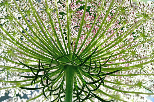 wild carrots flowers in back-lighting