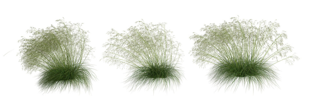 Set of grass isolated on white background