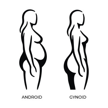 Android and gynoid fat distribution vector illustration. Female body shapes comparison. Minimalist line art silhouette