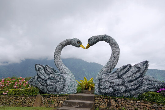Twin Swan Floral Topiary Sculptures in a Heart Shape at Bedugul, Bali