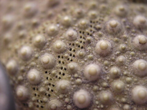 sea urchin shell