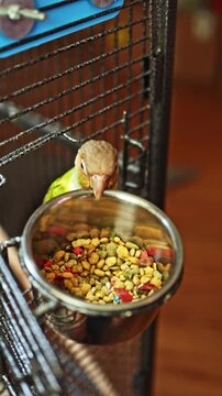 A green parrot is inside a cage looking at a bowl filled with bird food. The setting shows a domestic space with wooden flooring and metal bars.
