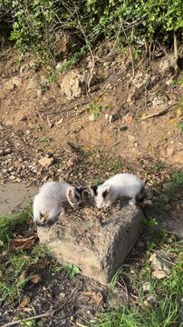 Dos gatitos hambrientos est&aacute;n comiendo en la calle de una ciudad.