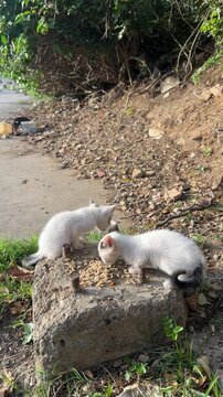 Dos gatitos hambrientos est&aacute;n comiendo en la banqueta de una calle de la ciudad.