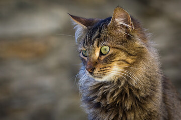 Obraz premium portrait of a cat