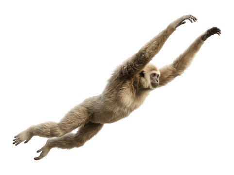Gibbons monkey swinging or hanging isolated on white background