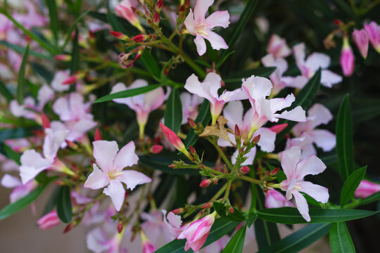 Sommer Sonne Hitze alles Gr&uuml;nt im Garten endlich bl&uuml;ht der Oleander