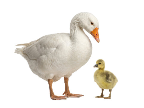 White domestic goose with a small yellow chick isolated on white background