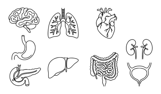 Human Organs Continuous One Line Drawing Set Brain Heart Lungs and Anatomy Vector