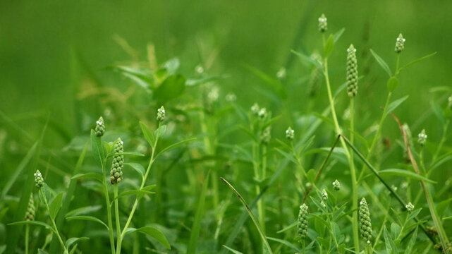 Fresh green wild plants growing in a lush field with copy space.