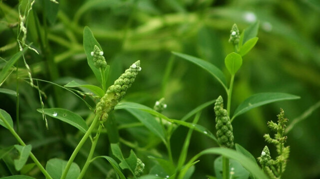 Close-up of hydropiper plant with green water-pepper smartweed leaves and dew drops in the wild nature background.
