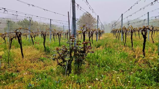 Foggy vineyard rows on a misty morning in Georgia with bare grapevines in spring