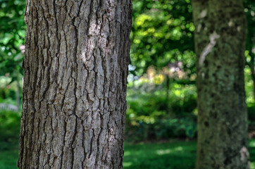 The weathered bark of a mature tree © blightylad