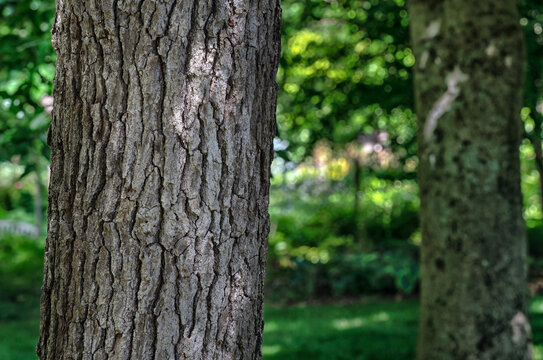 The weathered bark of a mature tree