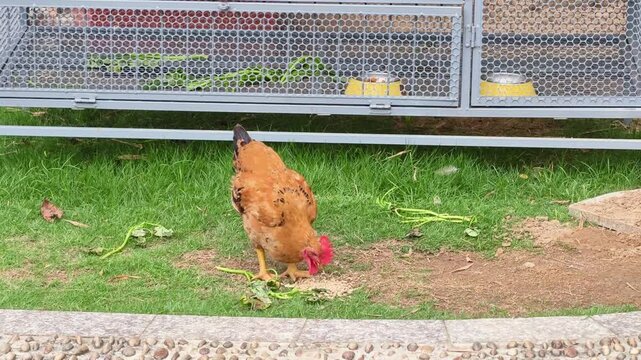 chicken pecks grain on grass in poultry farm setting. free range chicken farming demonstrates sustainable agriculture. organic chicken feeding shows modern poultry farming practices.
