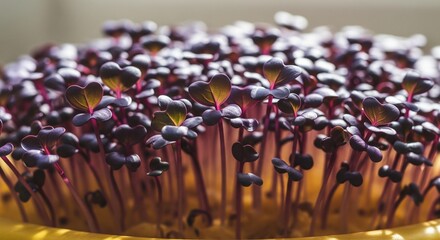 Fototapeta premium Vibrant Red Cabbage Microgreens Growing in Pot, Close-up Macro Photography of Healthy Seedlings with Purple Leaves and Yellow Background, Ideal for Food Blogs and Healthy Eating Concepts