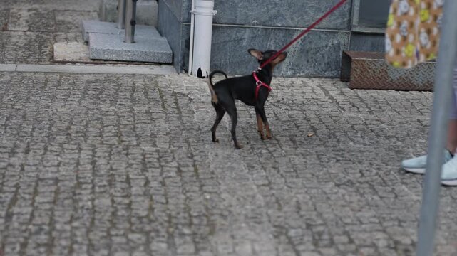 Small black miniature pinscher dog with red harness standing alert on cobblestone street in Portugal