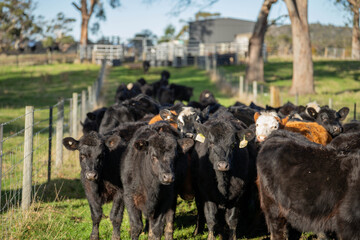 Herd of black Angus cattle moving along a wire fence line in an Australian farm paddock © Phoebe