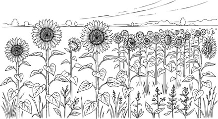 Fototapeta premium Line art of a field of blooming sunflowers with leaves and grass