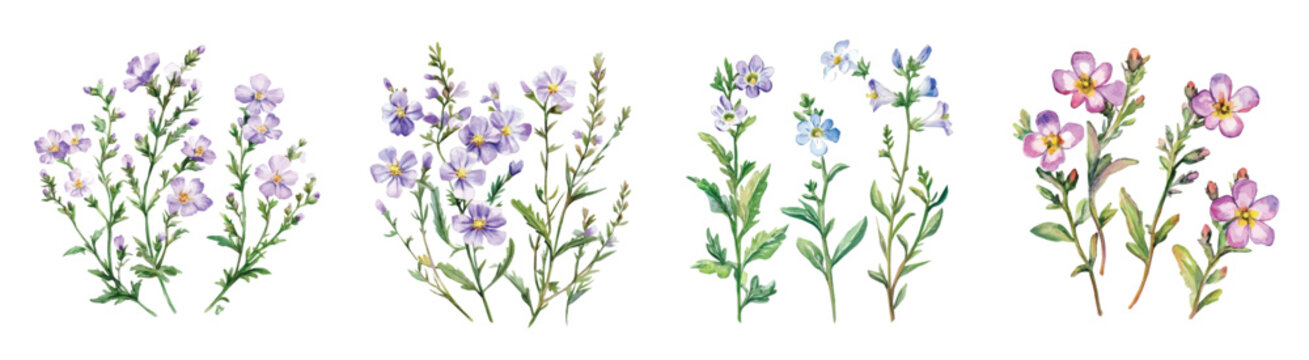 A Hand-drawn, Artistic watercolor design of eyebright flowers, hand-painted and isolated on a white background, suitable for print and digital use, EPS file. vector painting