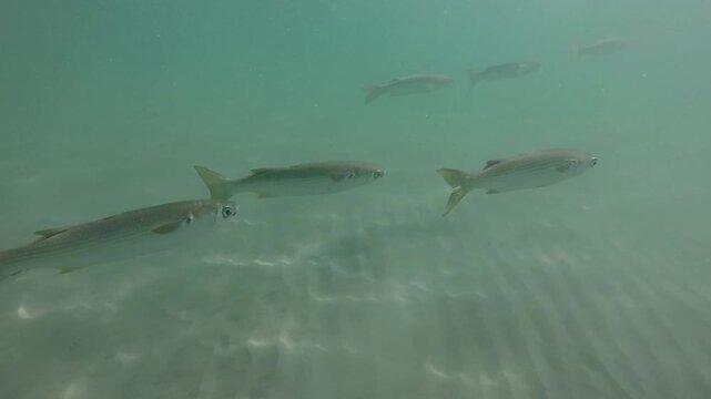 An underwater shot of a school of flathead grey mullet swimming over a sandy seabed in clear water