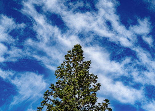 A flowering tree againt a vibrant blue sky