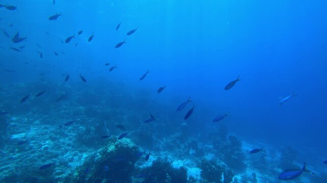 school of fish swims in the blue sea