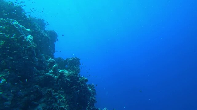 school of fish swims in the blue sea