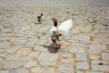 Flock of Geese Gathering on Cobblestone Path in Pamukkale © berkay08