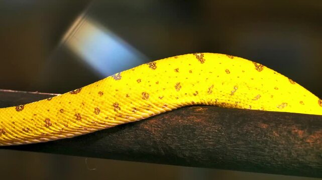 Extreme close up macro shot of a vibrant yellow green tree python snake body resting on a dark branch in a terrarium