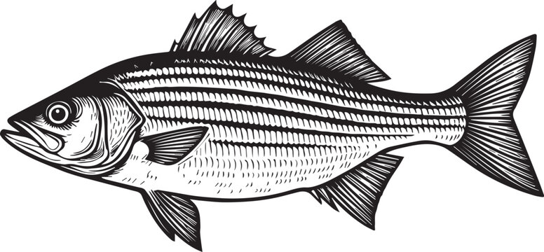 Striped bass. Black and white graphics on a white background