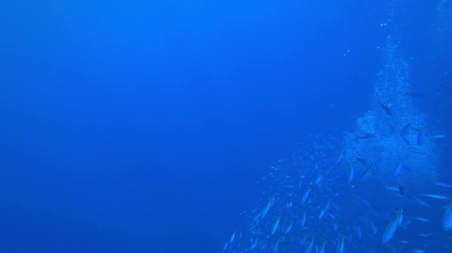 school of fish swims in the blue sea