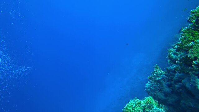 school of fish swims in the blue sea