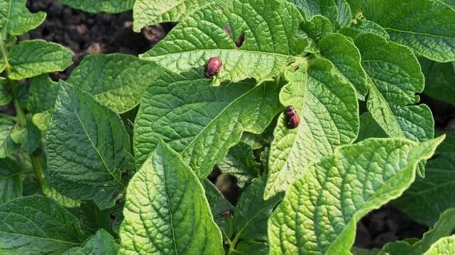 Close-up of young red Colorado potato beetle larvae eating green leaves on a bush in the field. Agricultural pest, insect infestation and crop damage concept.