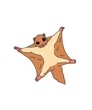 The flying squirrel flies very high